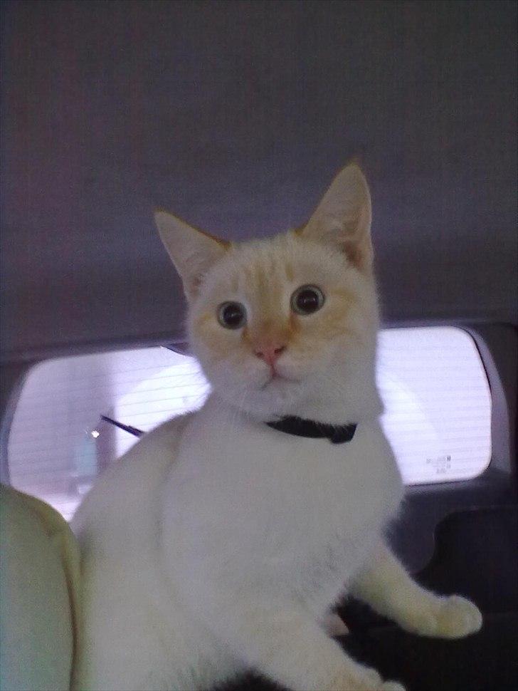 Blanding af racer Simba billede 6