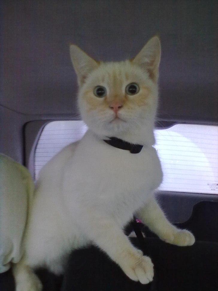 Blanding af racer Simba billede 7