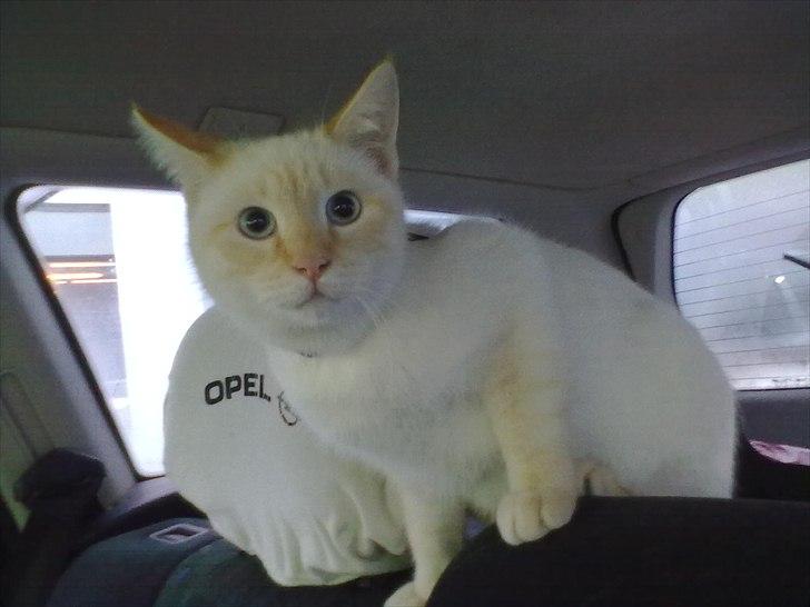 Blanding af racer Simba billede 8