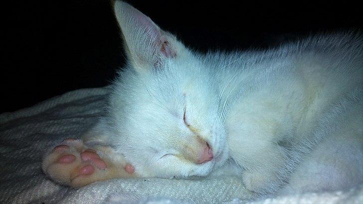 Blanding af racer Simba billede 9