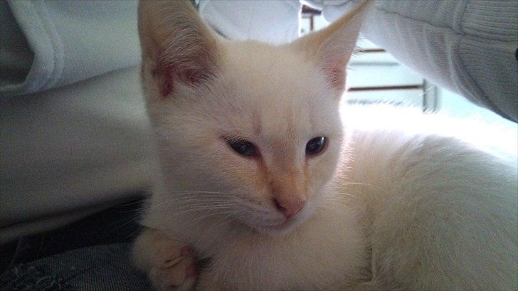 Blanding af racer Simba billede 10