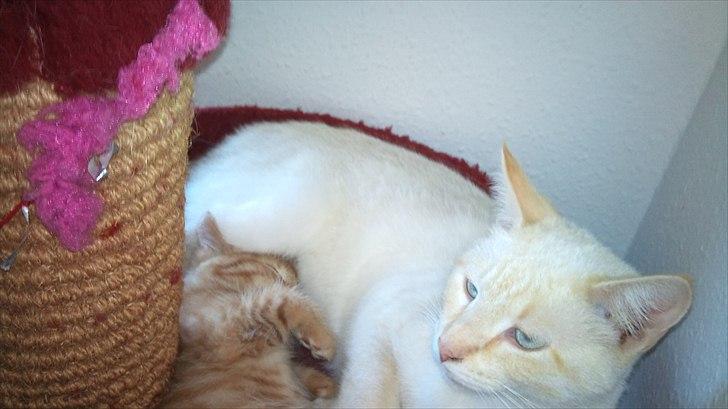 Blanding af racer Simba billede 11