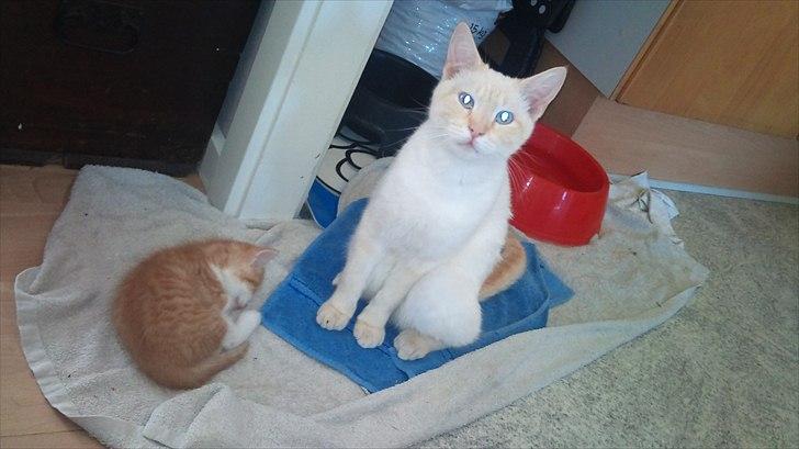 Blanding af racer Simba billede 12