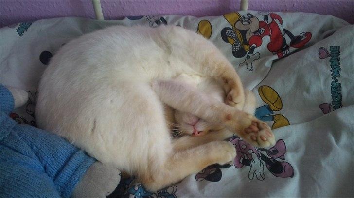 Blanding af racer Simba billede 13