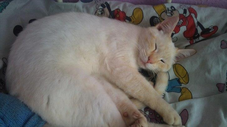 Blanding af racer Simba billede 14