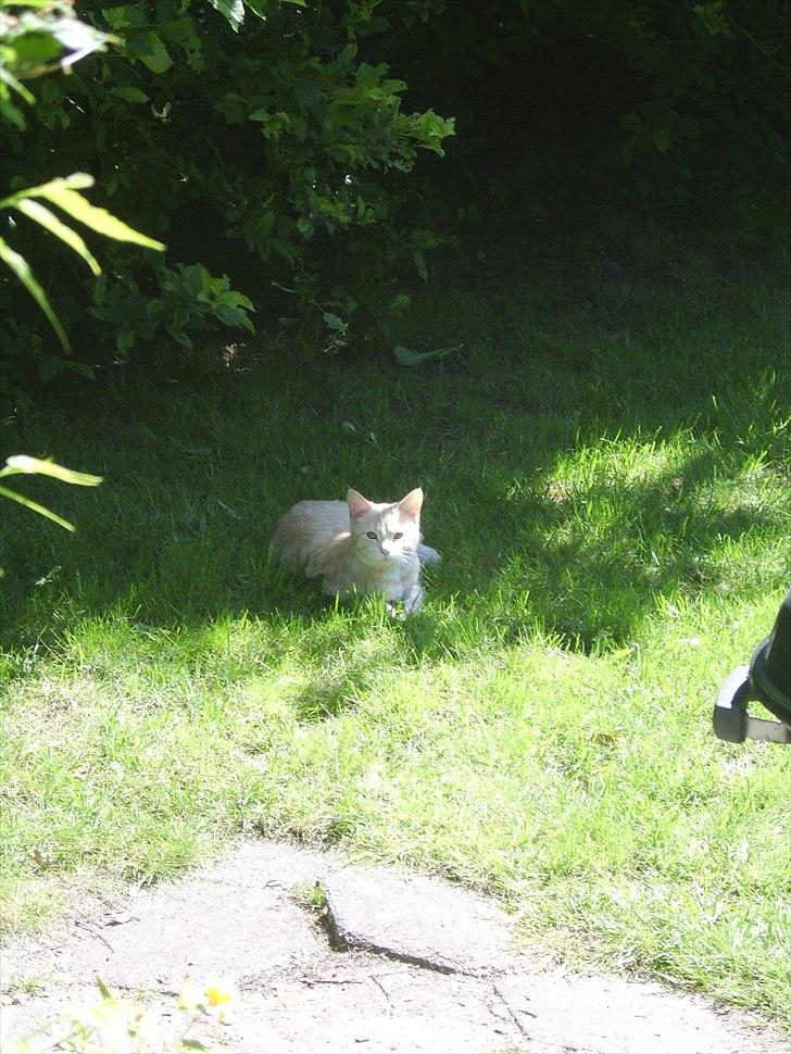 Blanding af racer Mille billede 9