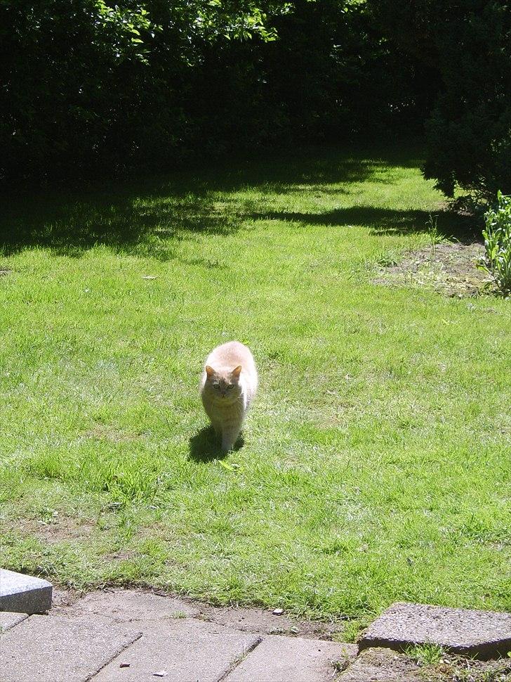 Blanding af racer Fifi billede 10