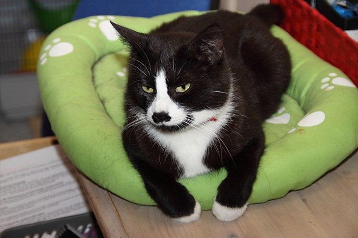 Huskat Ronja billede 15