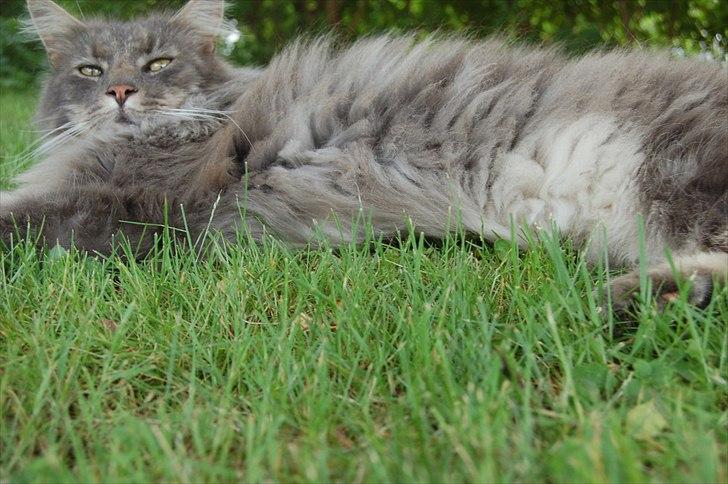 Maine Coon Killing billede 15