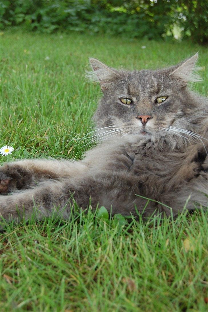 Maine Coon Killing billede 16