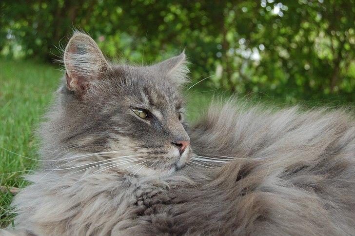 Maine Coon Killing billede 17