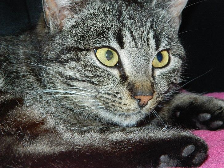 Huskat |Vincent|<3 billede 1