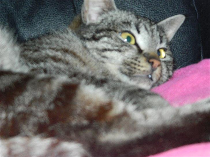 Huskat |Vincent|<3 billede 2