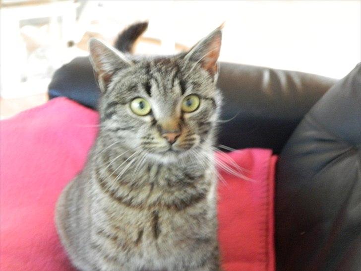 Huskat |Vincent|<3 billede 3