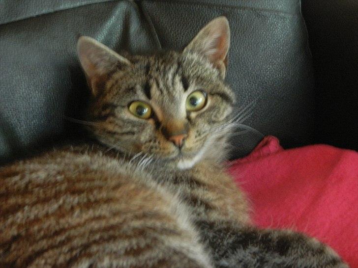 Huskat |Vincent|<3 billede 4