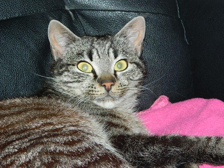 Huskat |Vincent|<3 billede 5