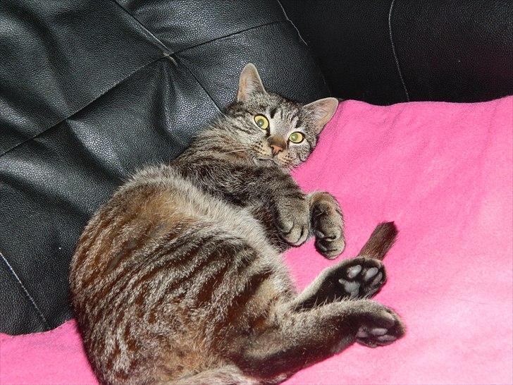 Huskat |Vincent|<3 billede 6