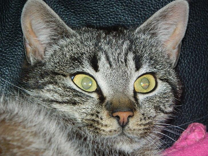 Huskat |Vincent|<3 billede 7