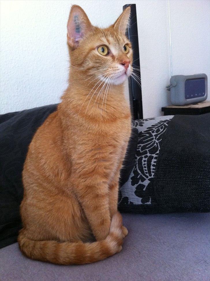 Huskat Felix - Stille! ... der ses Animal Planet. billede 1