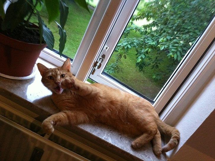 Huskat Felix billede 2