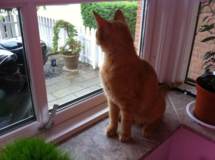 Huskat Felix billede 3