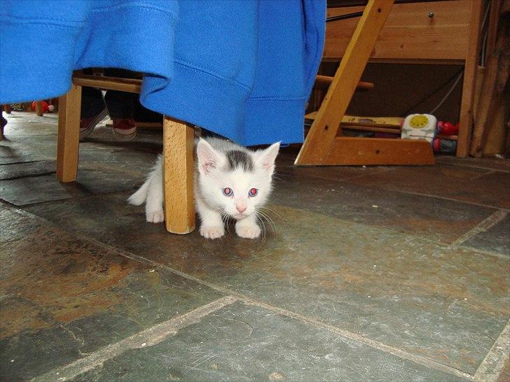 Blanding af racer Suki Soulmate<3 aka Sukkergris billede 3