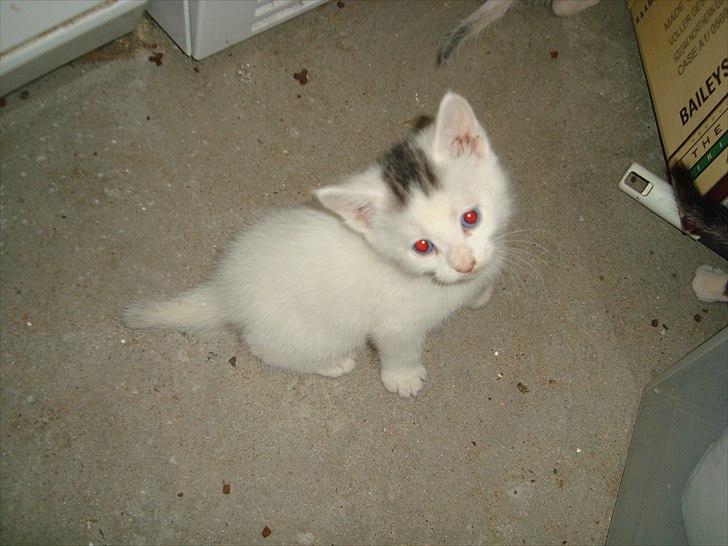 Blanding af racer Suki Soulmate<3 aka Sukkergris - se min fine tykke korte hale ;) billede 4