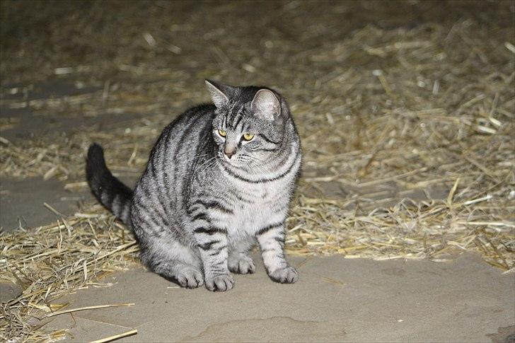 Blanding af racer Blackfoot - på høloftet- billede 10
