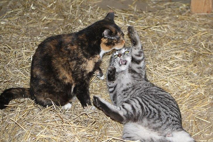 Blanding af racer Blackfoot billede 11