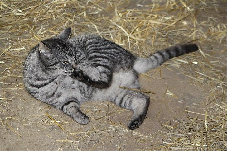 Blanding af racer Blackfoot - der kan i se hvorfor jeg hedder Blackfoot. billede 12