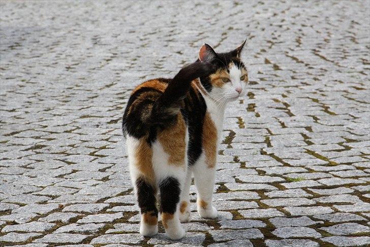 Huskat Mini (min fars kat) billede 11