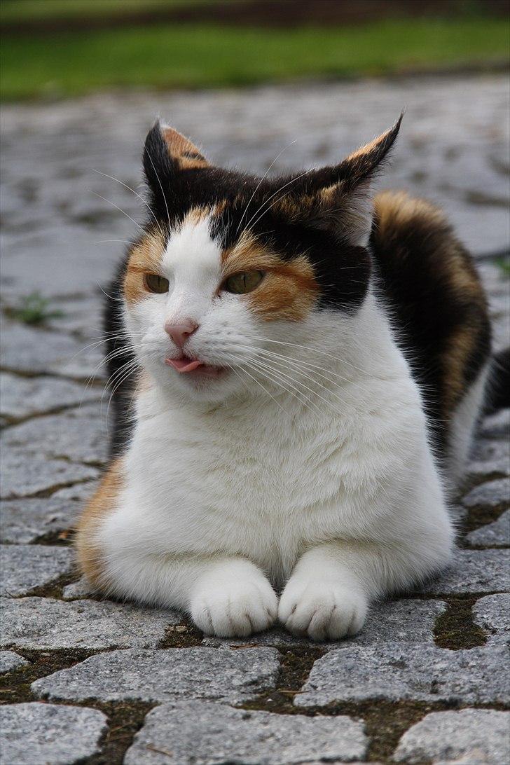 Huskat Mini (min fars kat) billede 12