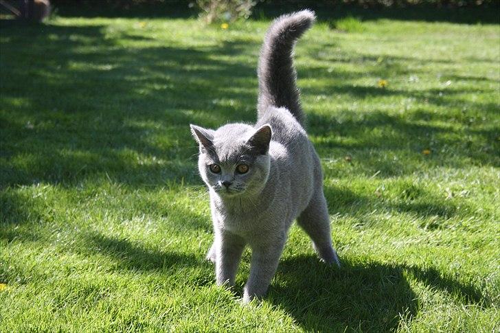 British Shorthair DK Sentimentals iNaia billede 14