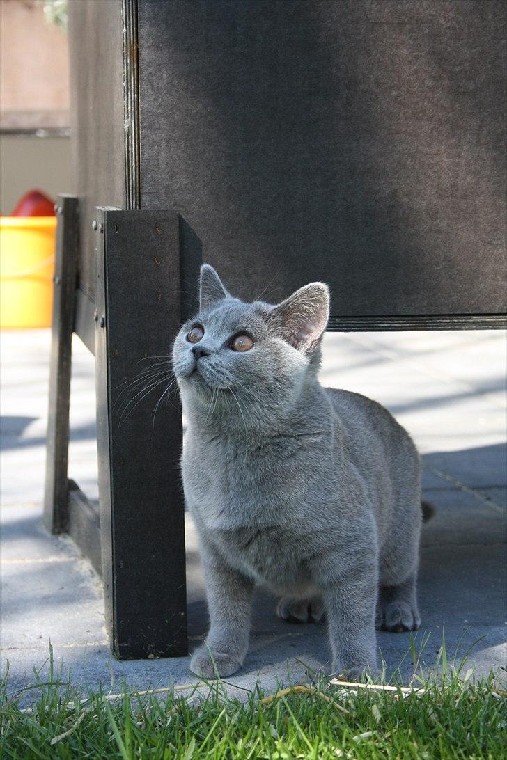 British Shorthair DK Sentimentals iNaia billede 15