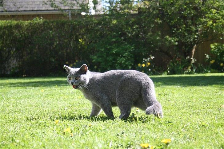 British Shorthair DK Sentimentals iNaia billede 16