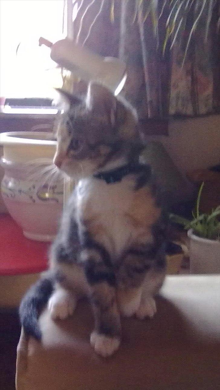 Huskat Emma billede 1