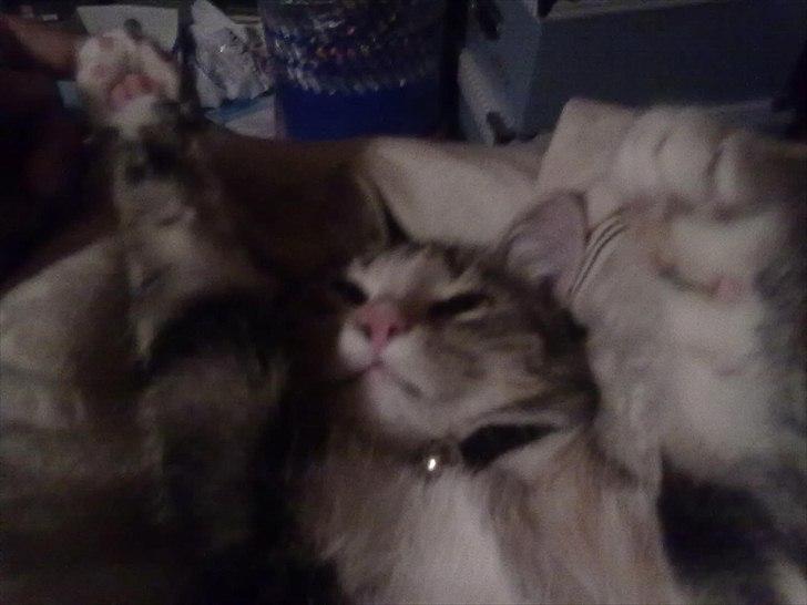 Huskat Emma billede 2