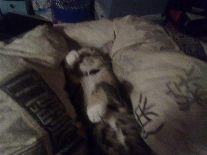 Huskat Emma billede 3