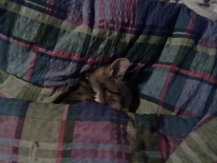 Huskat Emma billede 4