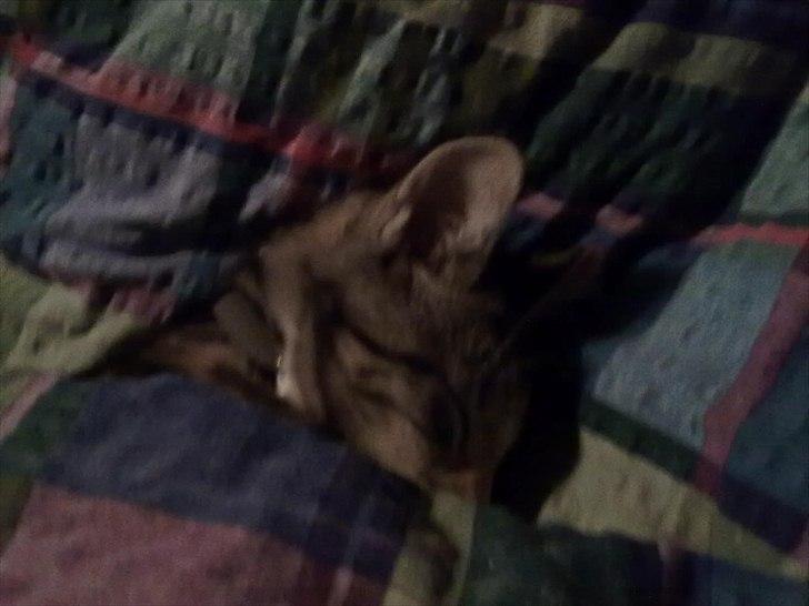 Huskat Emma billede 5