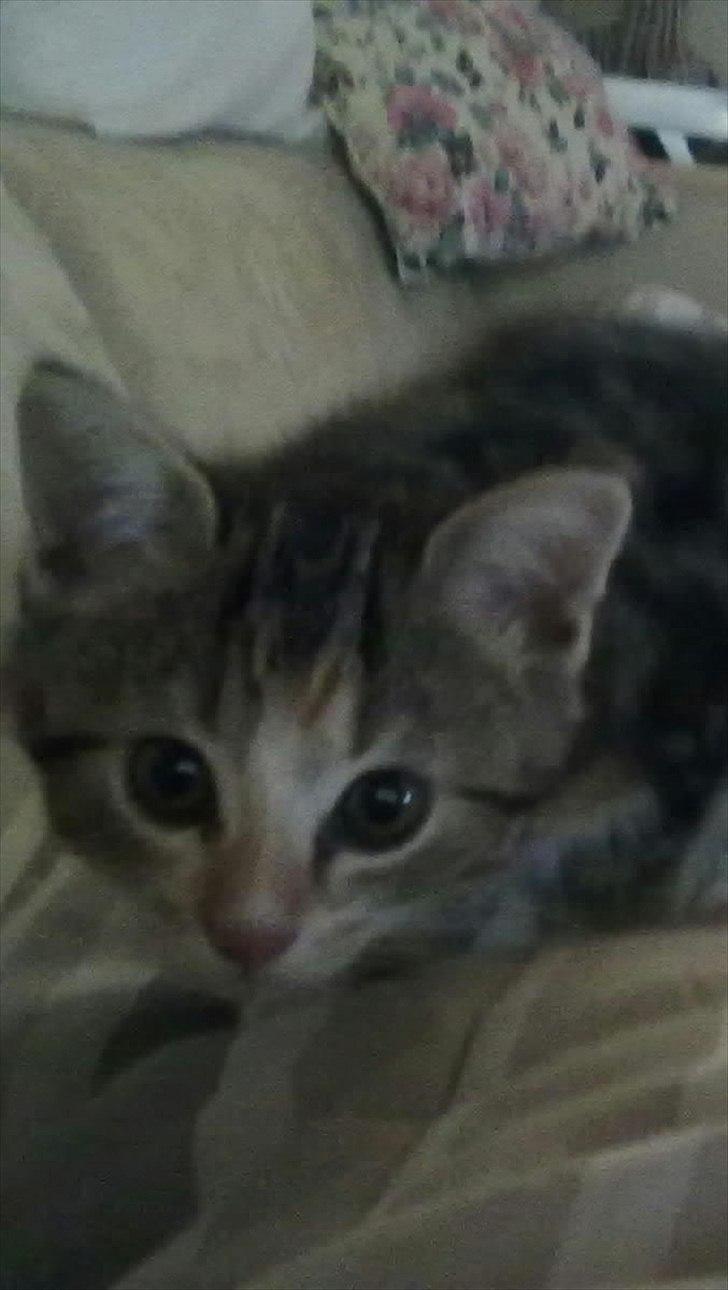 Huskat Emma billede 7