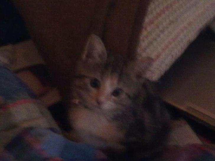 Huskat Emma billede 8