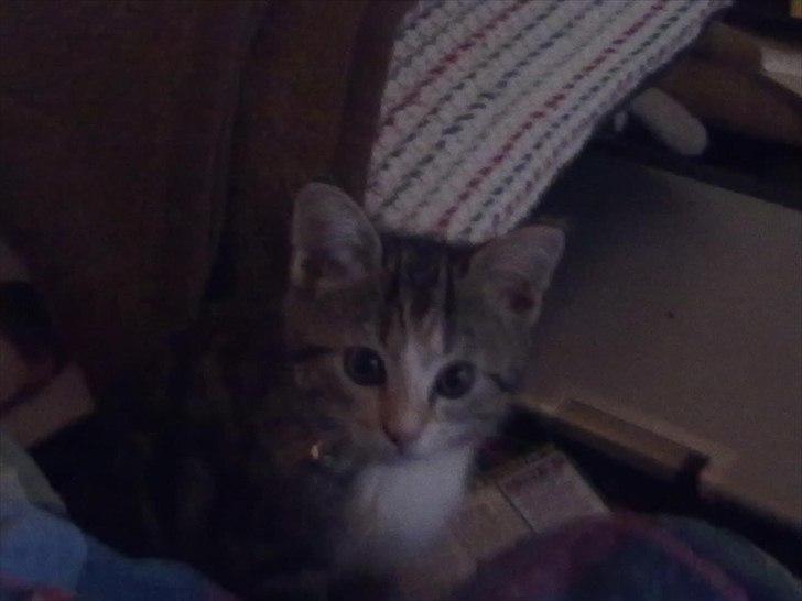 Huskat Emma billede 9