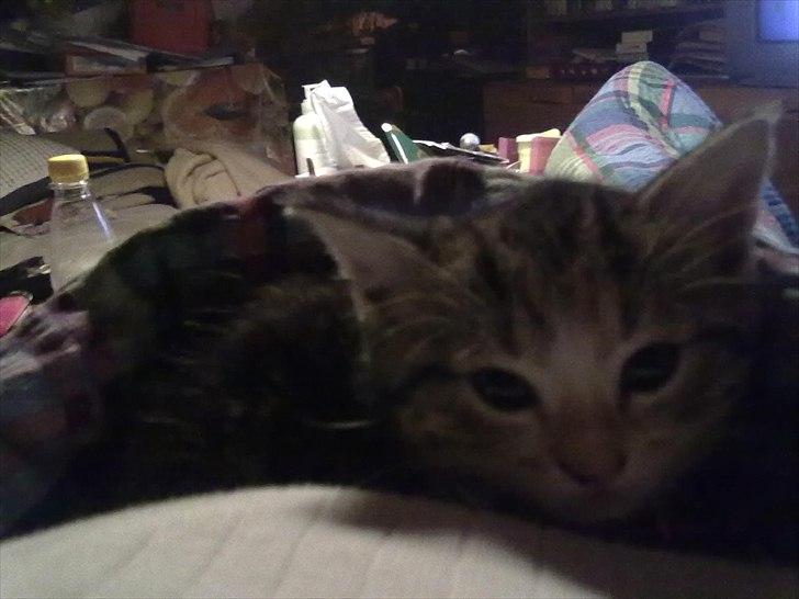 Huskat Emma billede 10