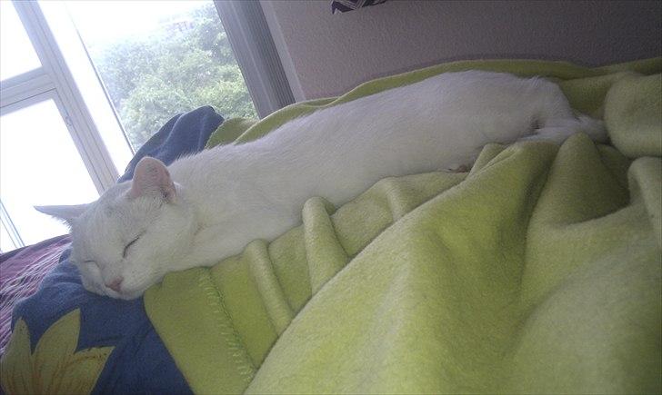 Blanding af racer Silke - En dejlig middagslur er altid godt! billede 2