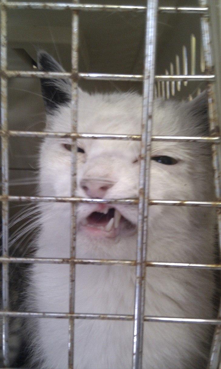 Blanding af racer Silke - Det er hårdt at holde hovedet oppe når man er bedøvet, dog finder silke ud af at buret kan bruges til at holde det oppe.  billede 5