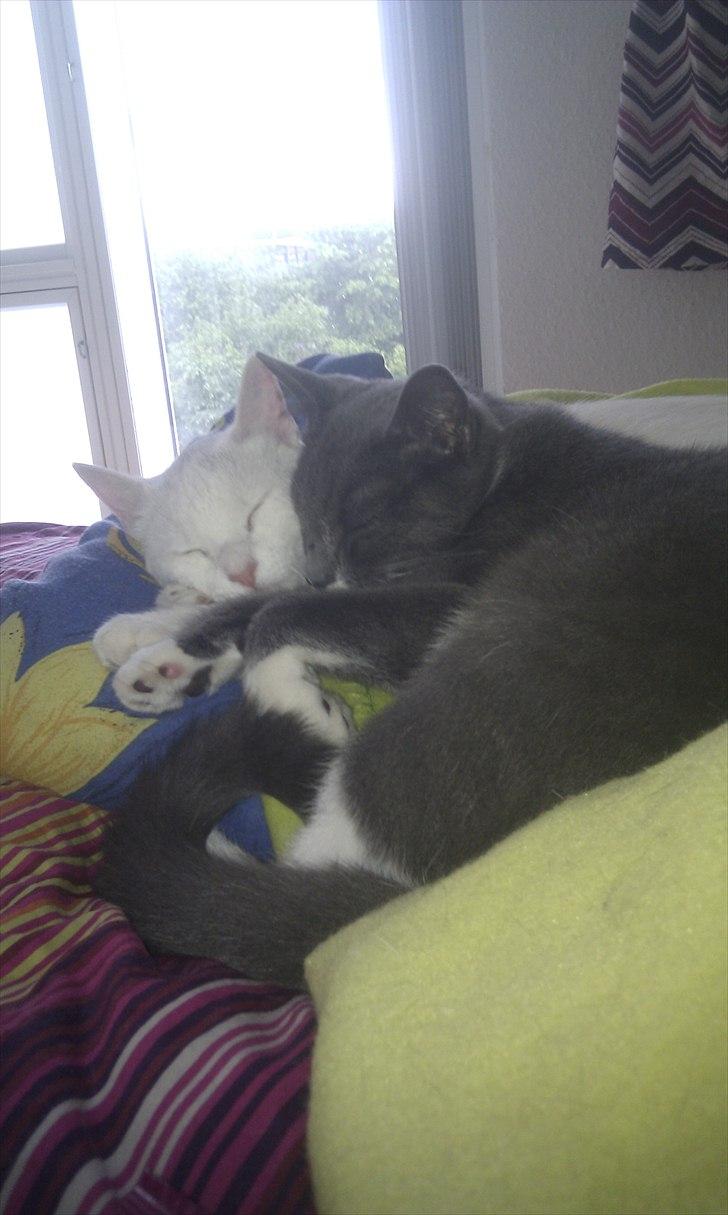 Blanding af racer Silke - Det er tit træls at have en beundre der gør alt for at få silkes opmærksomhed, men en gang i mellem kan han da godt bruges til at hygge med. Så når termi (grå) absolut vil så kan man da godt lige. billede 6