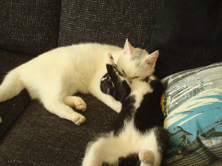 Blanding af racer Silke - Hvis drengene bliver for frække, skal silke nok sætte dem på plads, hårdt men med kærlighed efter. billede 9