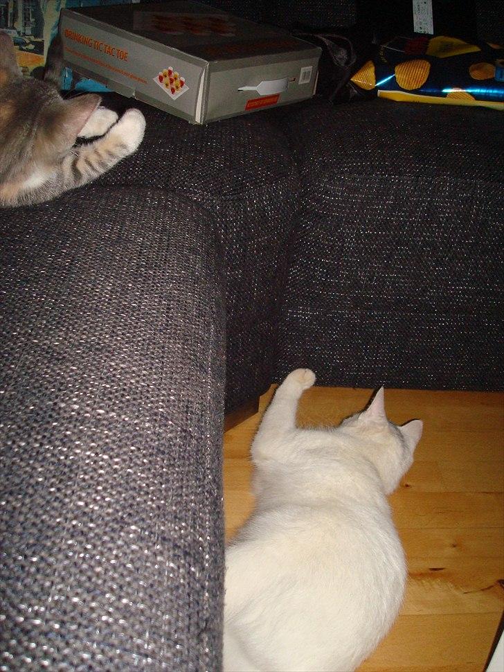 Blanding af racer Silke - Find musen billede 10