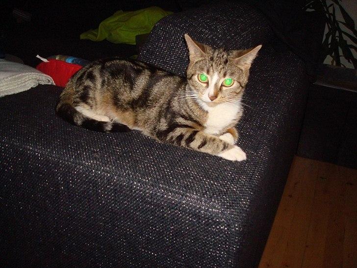 Huskat Titi - Titipigen der holder øje med hvad hendes unger nu finder på billede 6